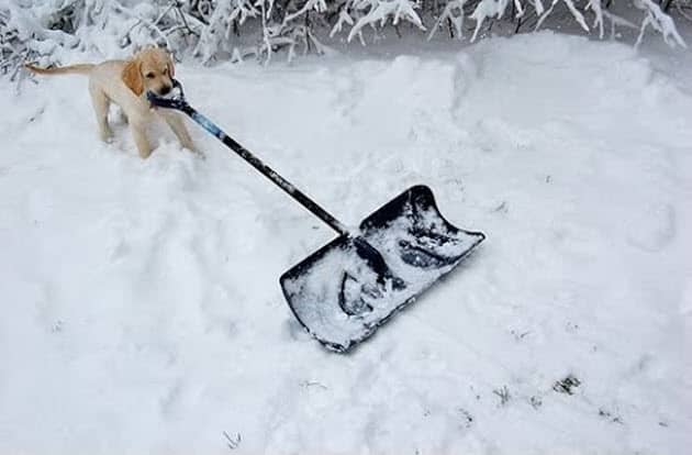 Funny-Dogs-Shoveling-Snow